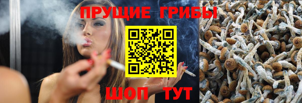 Псилоцибиновые грибы Cubensis Балашов